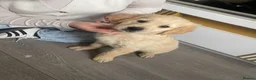 Golden Retriever dogs for sale: READY NOW Beautiful cream Golden Retriever Puppies in Milton Keynes - Advert 18