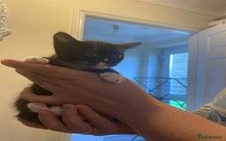 Mixed Breed cats for sale: 3 kittens looking for new families  - Image 8