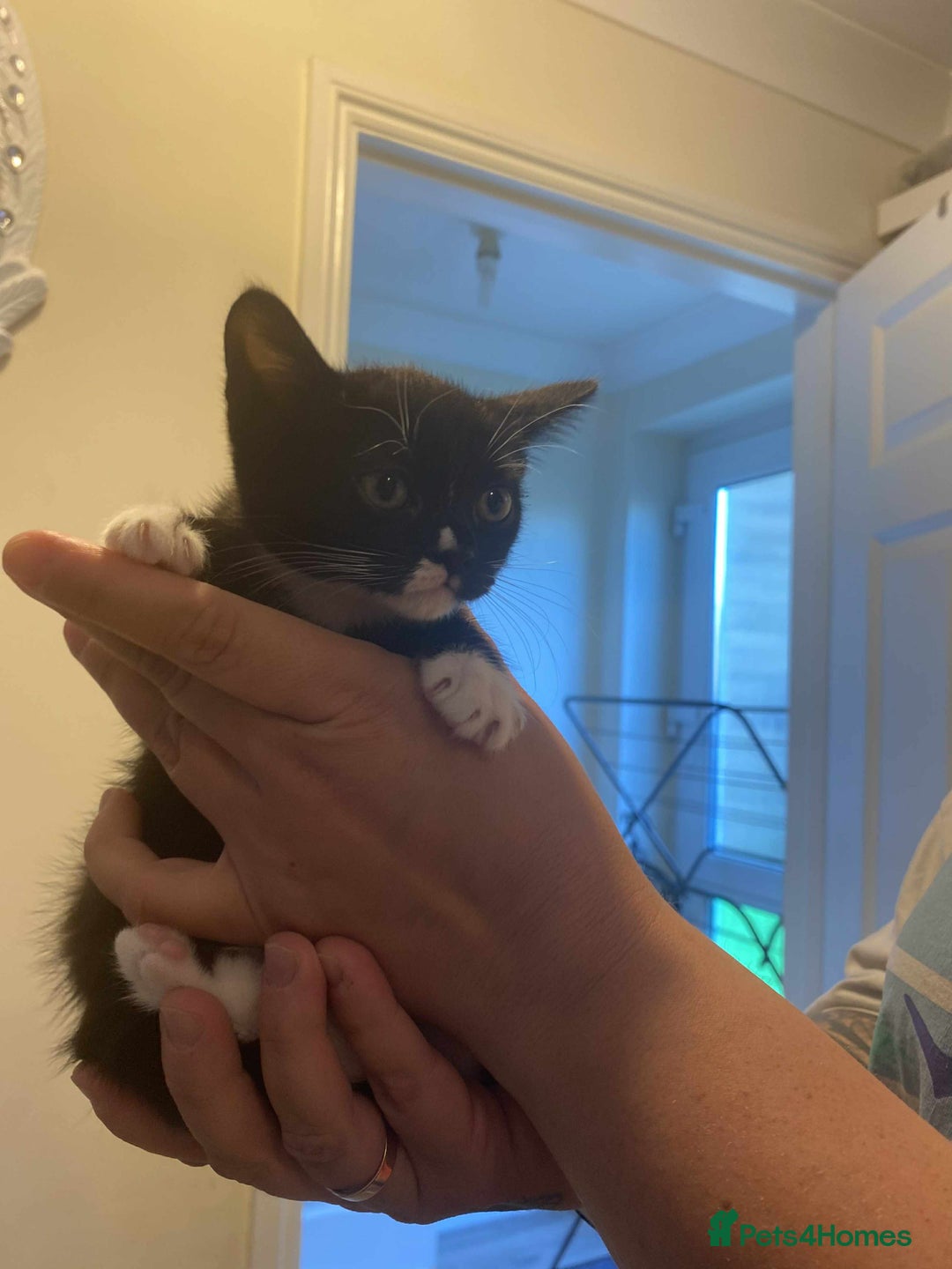 Mixed Breed cats for sale: 3 kittens looking for new families  - Image 8
