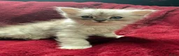 Mixed Breed cats for sale: Persian chinchilla x ragdoll boy (reduced)  - Advert 4