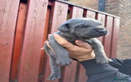Cane Corso dogs for sale: cane corso pups - Image 23