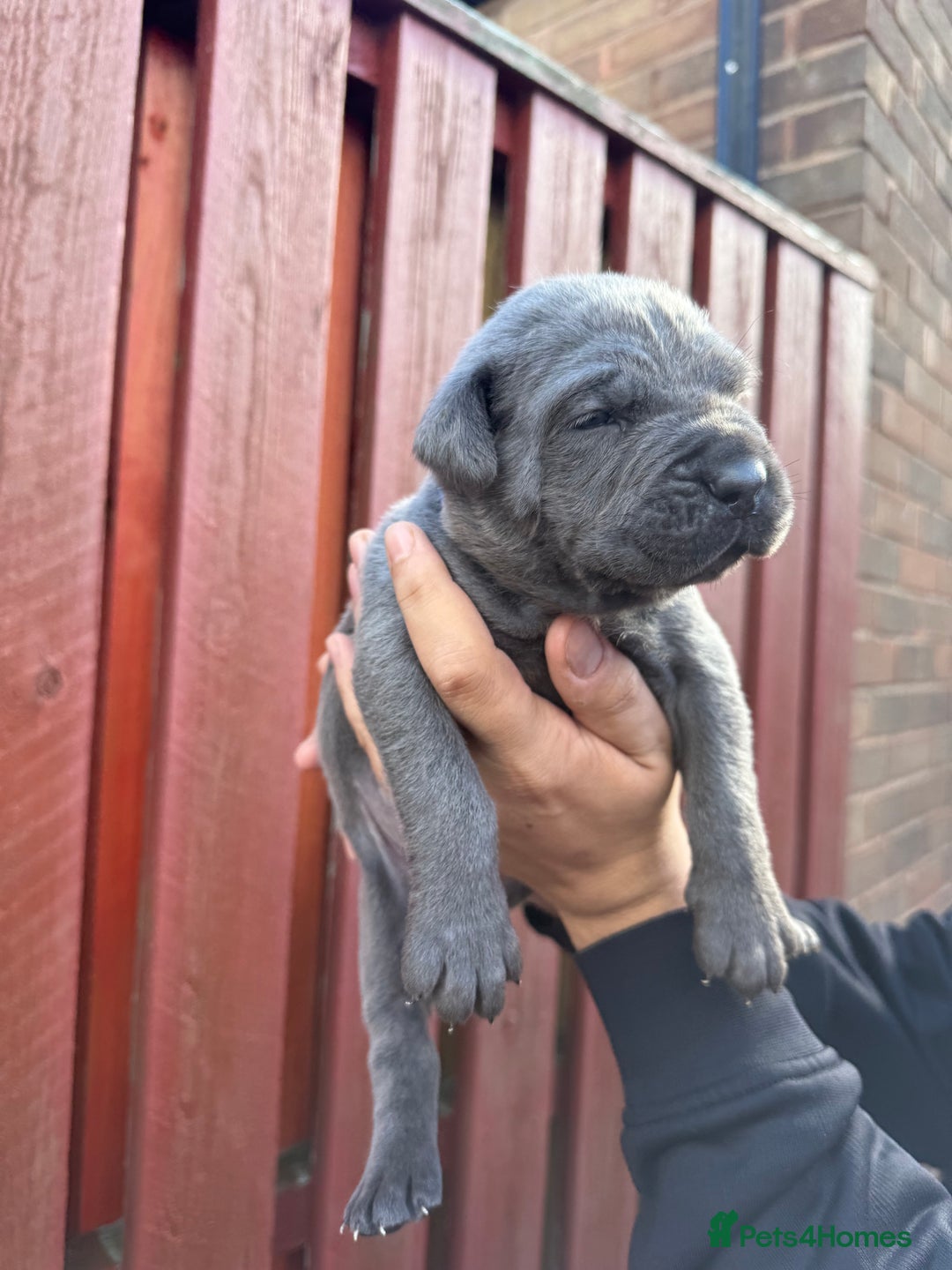 Cane Corso dogs for sale: cane corso pups - Image 23