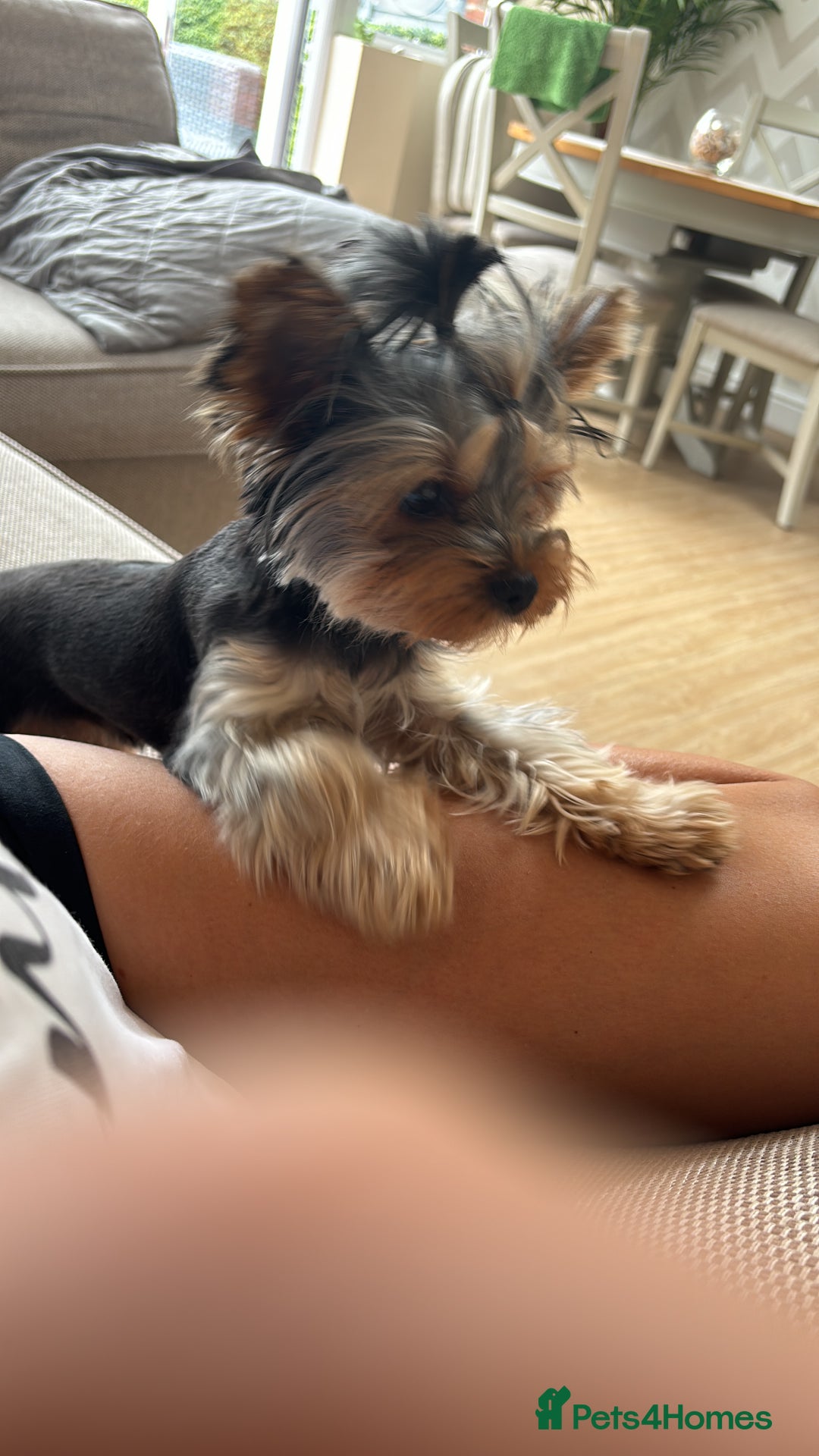 Yorkshire Terrier dogs for sale: ✨ Adorable Yorkshire Terrier Puppies  - Image 9