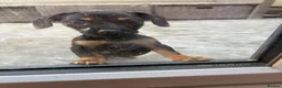 Miniature Dachshund dogs for sale: Very small miniature dachshund girl - Advert 7