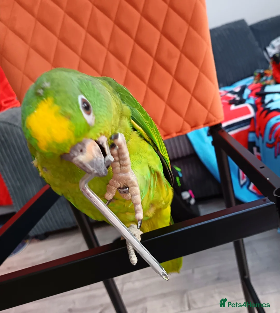Parrots birds for sale: Tame Yellow fronted amazon  in Lytham Saint Annes - Advert 1