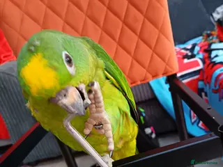 Parrots birds Tame Yellow fronted amazon - Advert 1