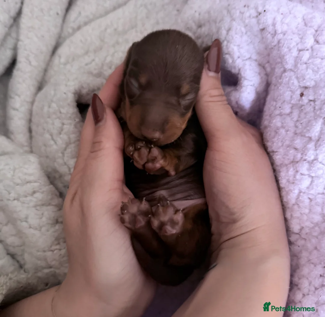 Miniature Dachshund dogs for sale: Smooth haired miniature Dachshund  - Advert 1