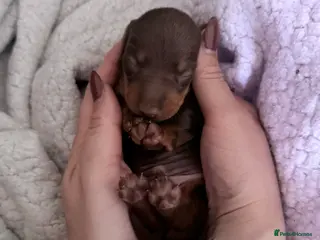 Miniature Dachshund dogs Smooth haired miniature Dachshund - Advert 1