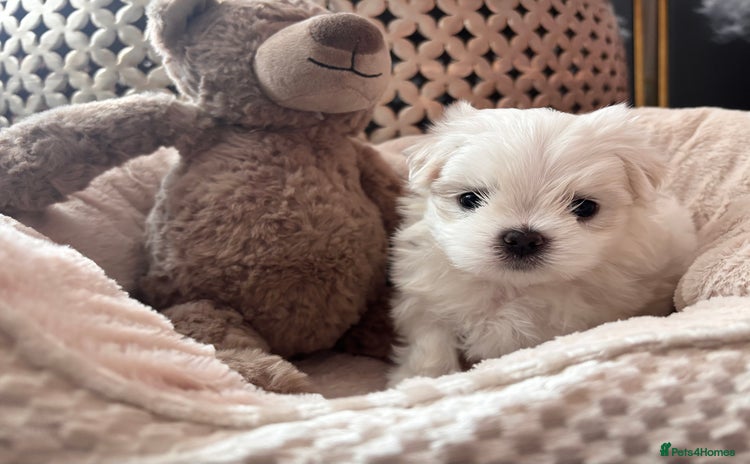 Maltese dogs - Advert 1
