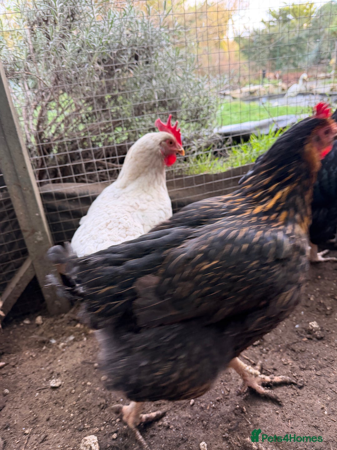 Chickens poultry for sale: 12 Chickens still laying  - Advert 6