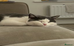 British Shorthair cats for sale: Rosie - BSH - Image 2