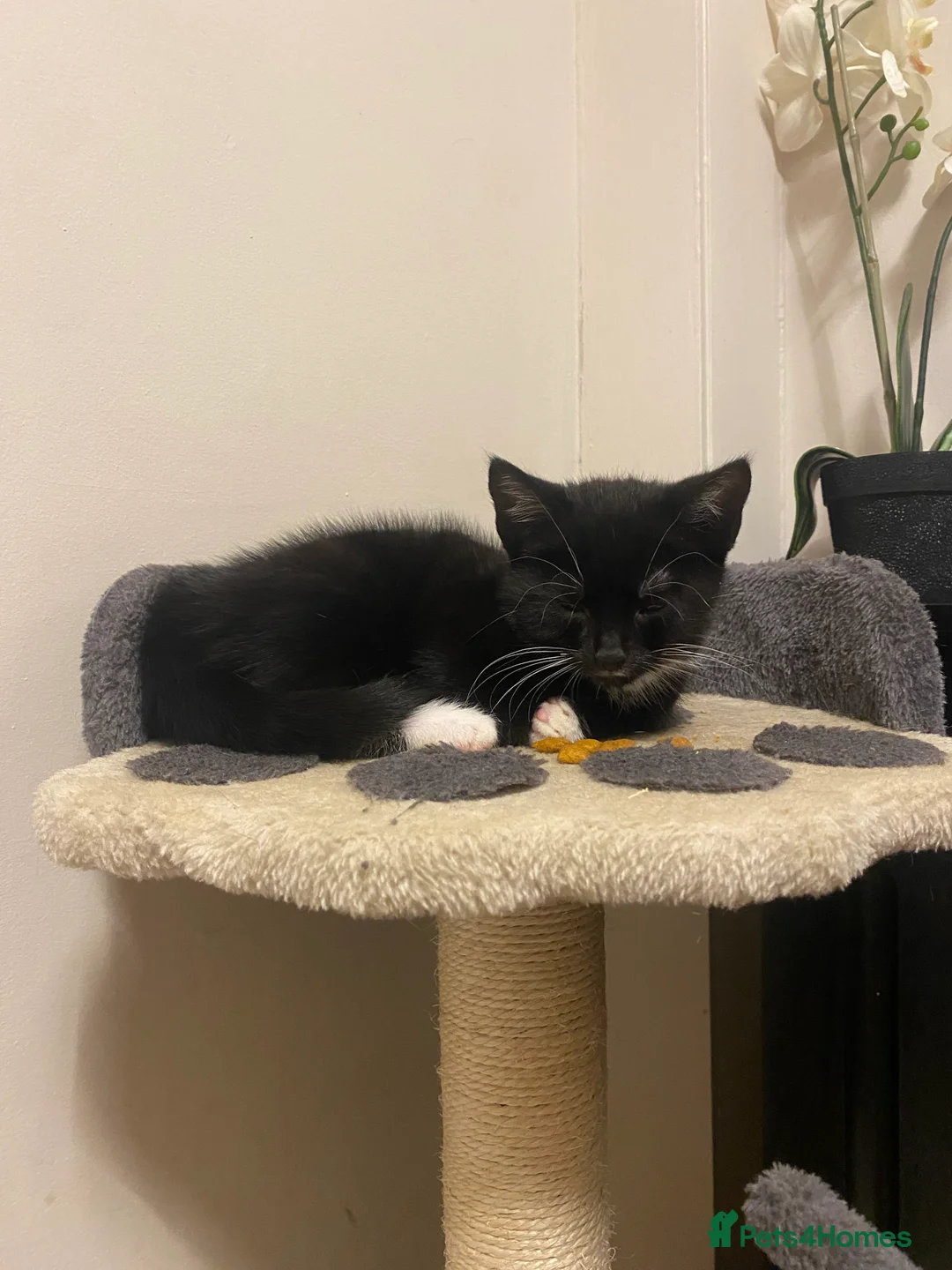 British Shorthair cats for sale: Playful and loving kittens.  - Advert 1