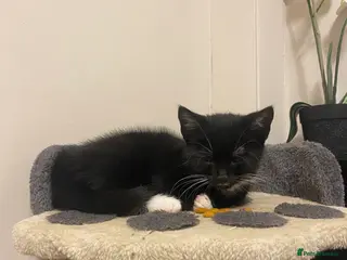 British Shorthair cats Playful and loving kittens. - Advert 1