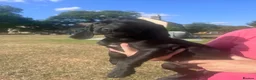 Springador dogs for sale: Springador puos - Advert 7