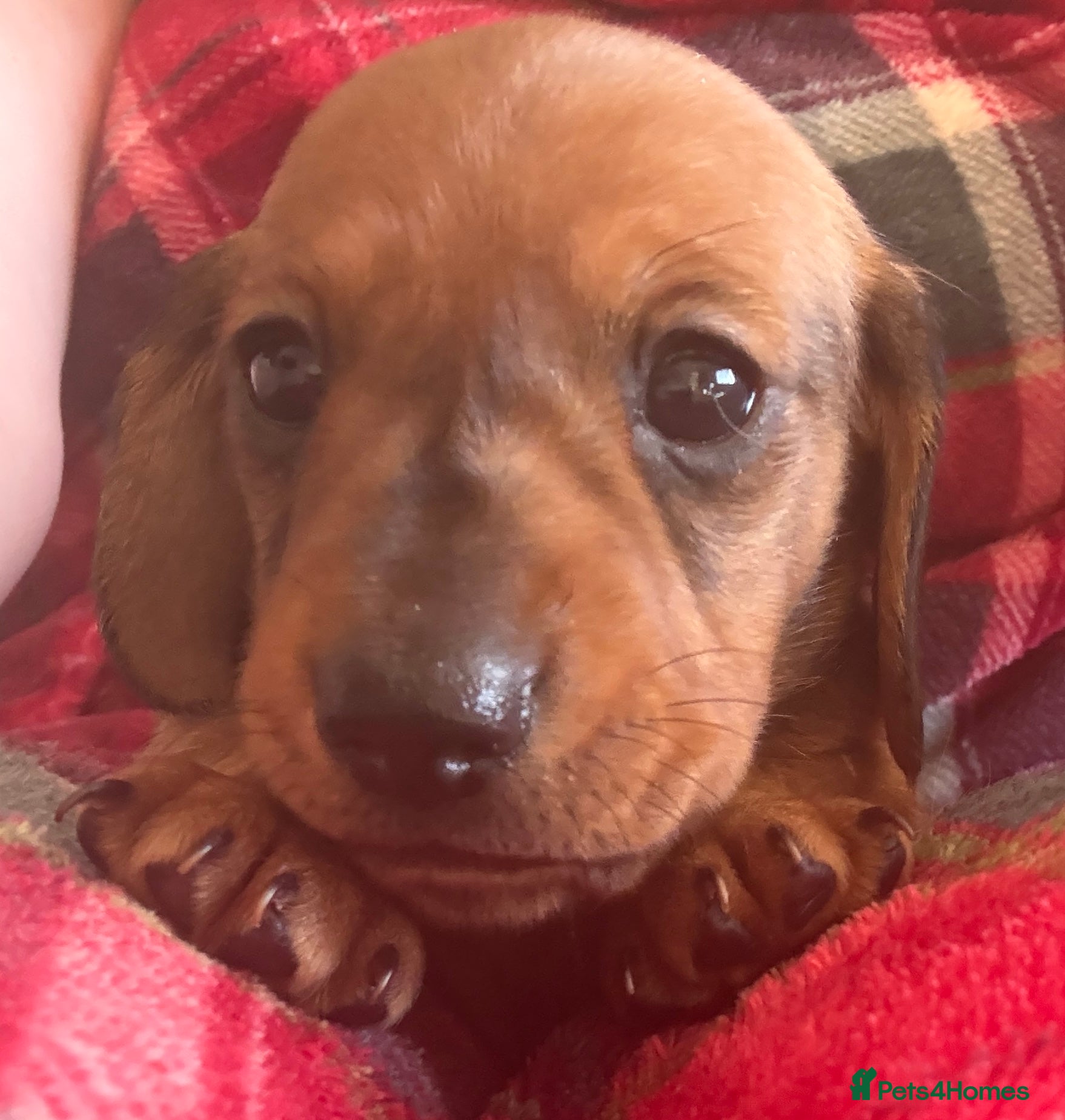Miniature Dachshund dogs for sale: Beautiful dachshund pups only 2 left - Advert 6