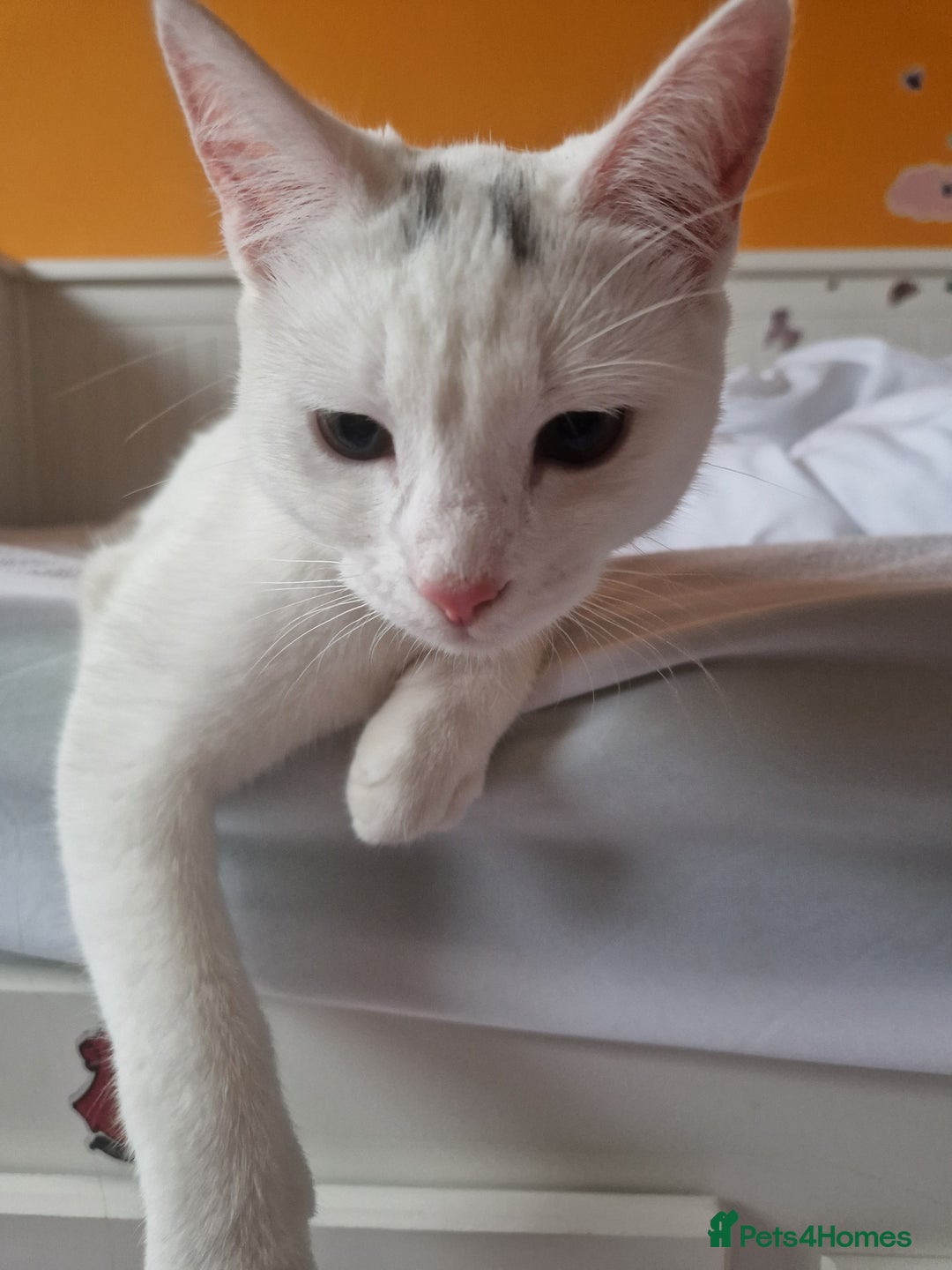 Mixed Breed cats for sale: White short-haired, very sociable kitten - Image 1