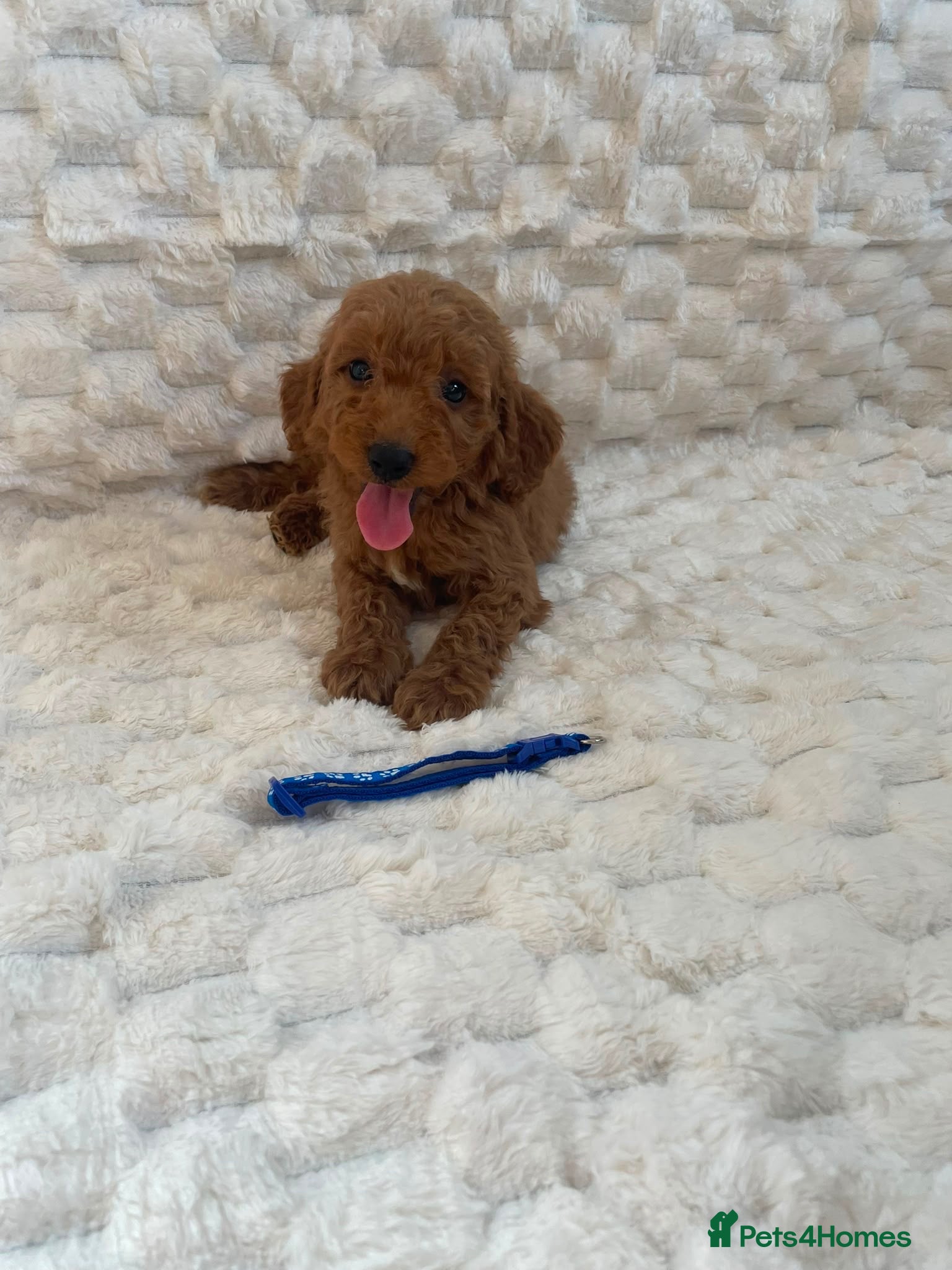 Mini Goldendoodle dogs Beautiful miniature Goldendoodles - Advert 1