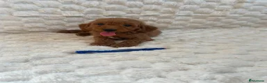 Mini Goldendoodle 2