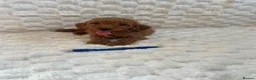 Mini Goldendoodle dogs for sale: Beautiful miniature Goldendoodles - Advert 1