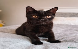 British Shorthair cats for sale: Last Blue boy British shorthair kitten GCCF - Image 11