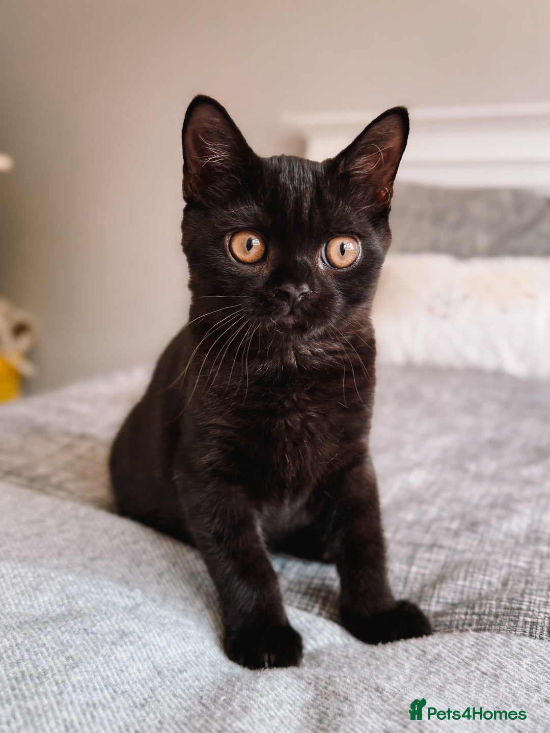 British Shorthair cats for sale: Last Blue boy British shorthair kitten GCCF - Image 11