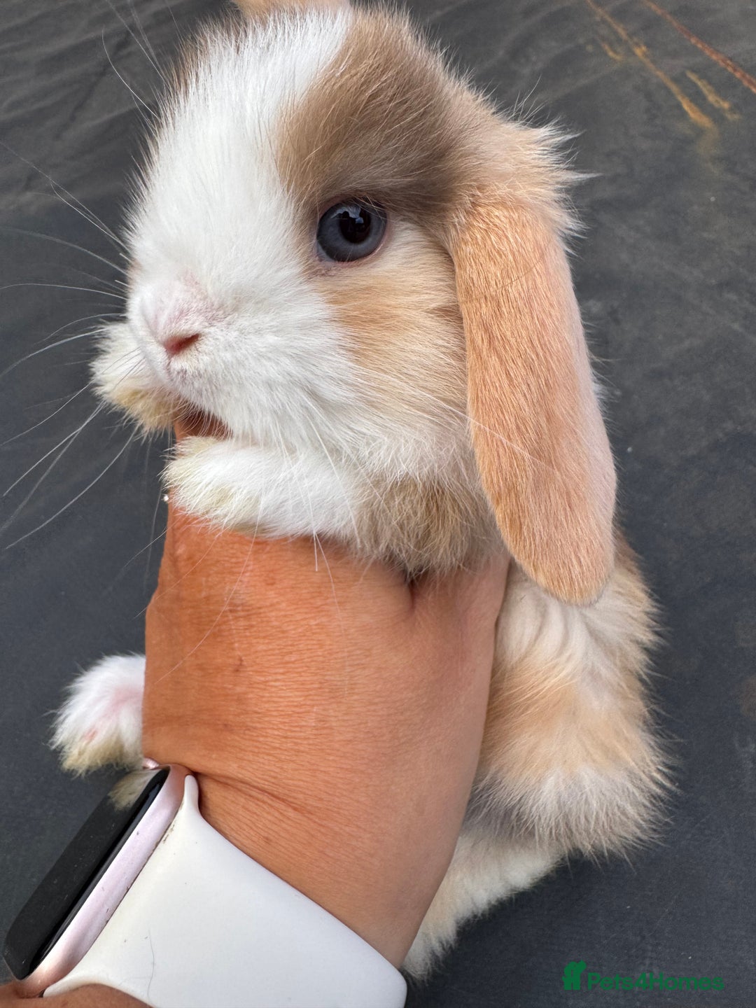 Mini Lop rabbits for sale: Pure bred min lop Babies  - Image 4