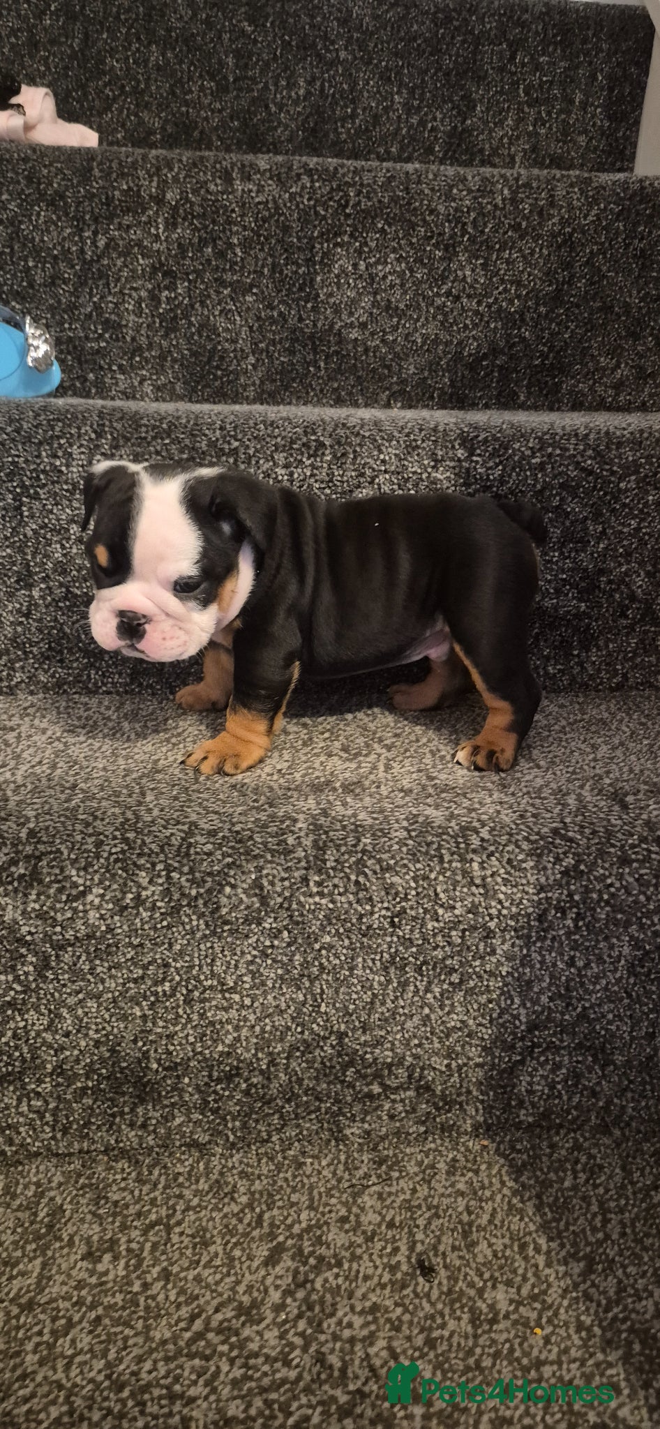 English Bulldog dogs Kc registered English bulldogs  - Advert 11