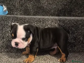 English Bulldog dogs Kc registered English bulldogs - Advert 1