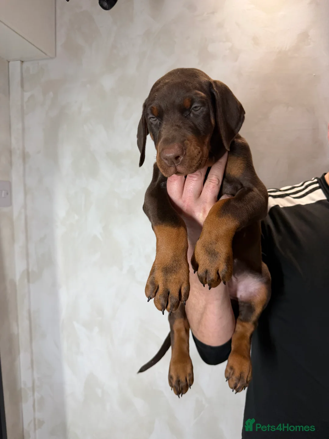 Dobermann dogs for sale: Ready to leave 6th of March  in Reading - Advert 11