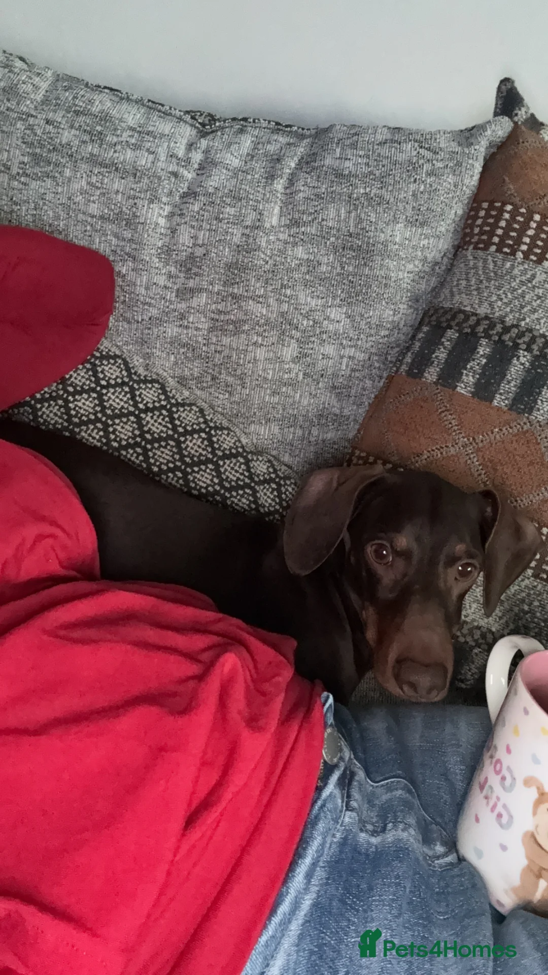 Dachshund dogs for sale: Daschund for rehoming  in Nottingham - Advert 2