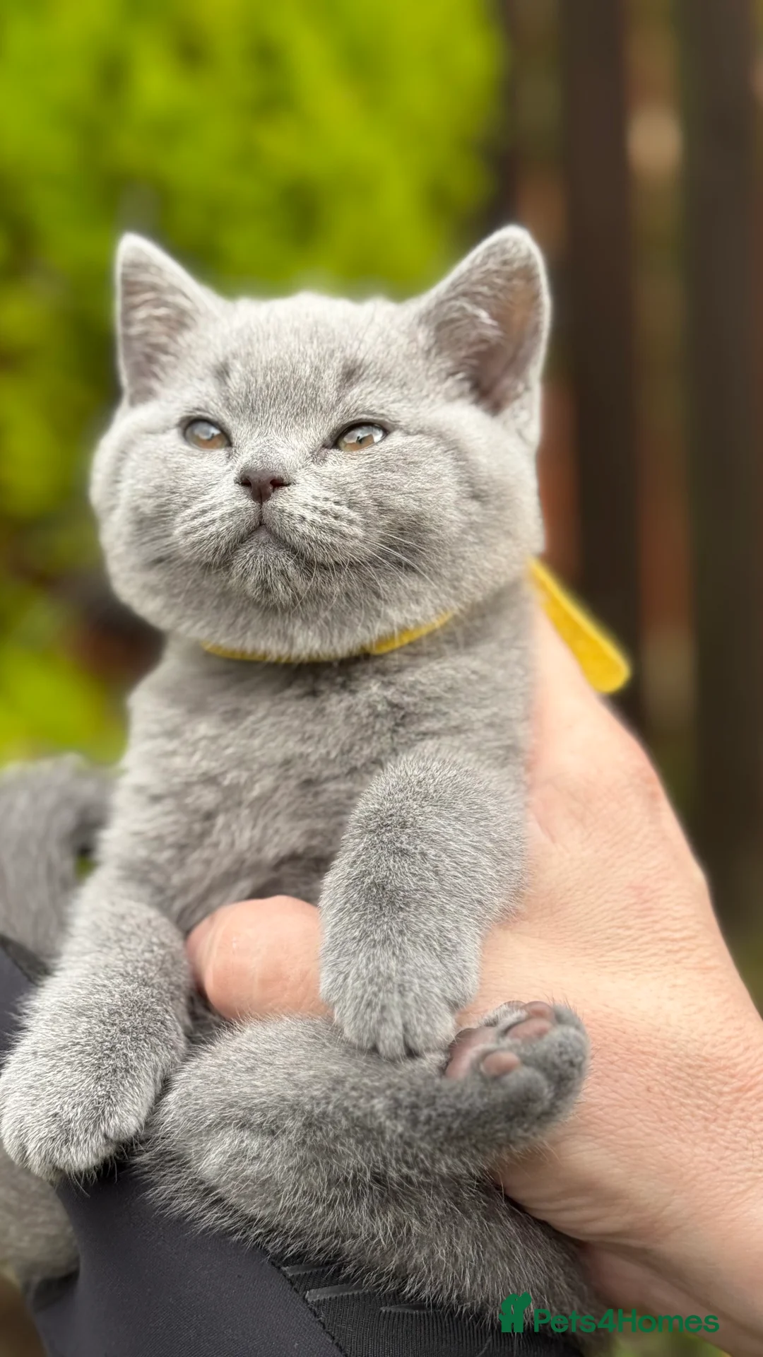 British Shorthair cats for sale: Adorable British Shorthair Blue and Lilic kittens - Advert 27
