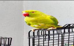 Parrots birds for sale:  Kakariki Pair + Male Indian Ringneck for Sale - Image 11