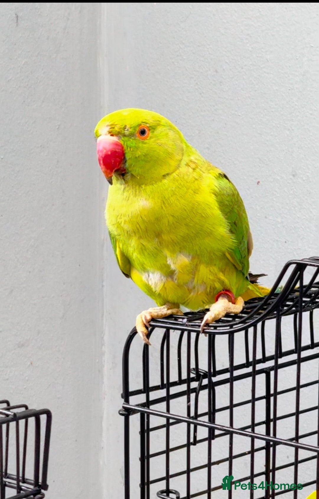Parrots birds for sale:  Kakariki Pair + Male Indian Ringneck for Sale - Image 11