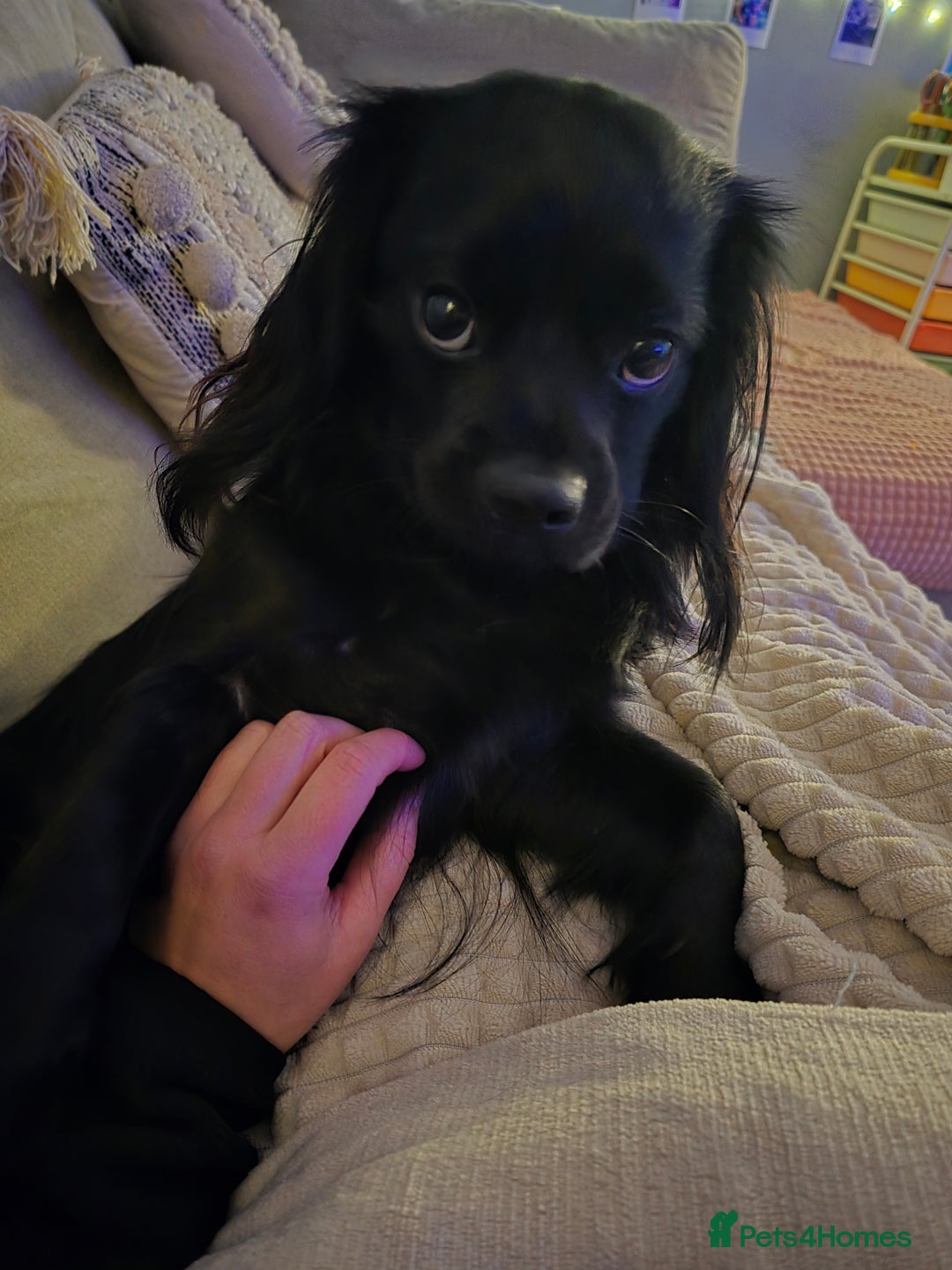 Shihpoo dogs for sale: 5 beautiful Shihpoo puppies - Advert 6