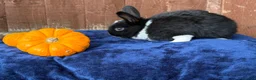French Lop rabbits for sale: 5 Beautiful French lops  - Advert 9