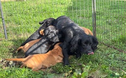 Cocker Spaniel dogs for sale: Beautiful Cocker Spaniel Puppies 🖤🧡 - Image 19