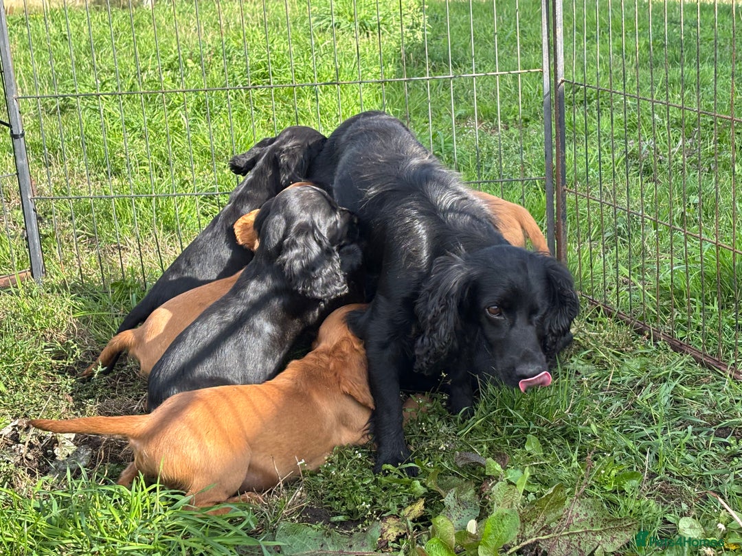 Cocker Spaniel dogs for sale: Beautiful Cocker Spaniel Puppies 🖤🧡 - Image 19