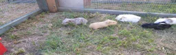 Guinea Pig rodents for sale: Male & Female guinea pigs various types & colours  - Advert 6