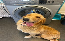Golden Retriever dogs for sale: Golden retriever puppies for sale  - Image 20