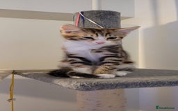 Domestic Shorthair cats for sale: Two beautiful kittens for sale - Image 4