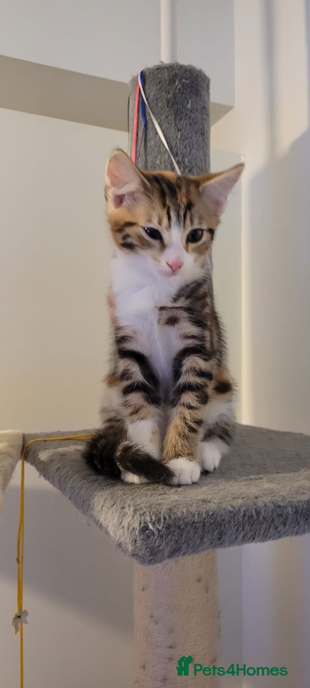 Domestic Shorthair cats for sale: Two beautiful kittens for sale - Image 4