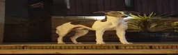 Whippet dogs for sale: Male whippet pup  - Advert 13