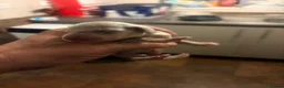Miniature Dachshund dogs for sale: Kc registered mini dachshund licensed breeder  - Advert 5