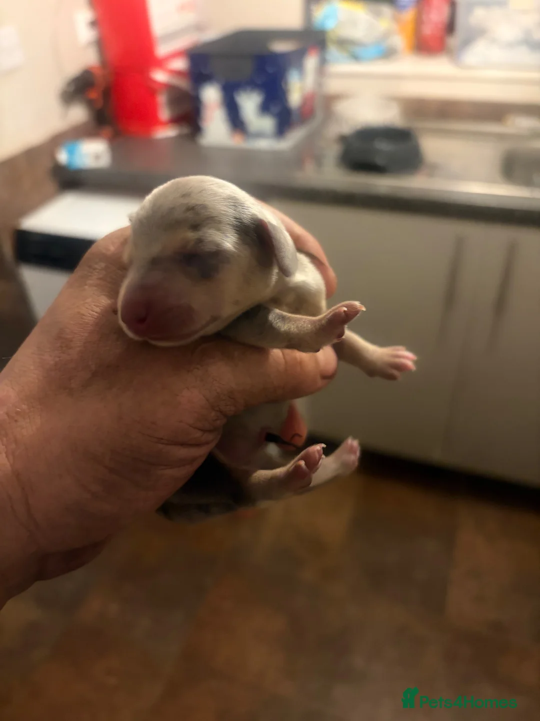 Miniature Dachshund dogs for sale: Kc registered mini dachshund licensed breeder  - Advert 5