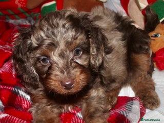 Cockapoo dogs Child friendly cockapoo puppies - Advert 1