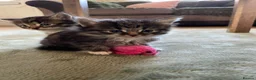 Mixed Breed cats for sale: 5 adorable fur balls   in Manchester - Advert 9
