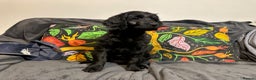Goldendoodle dogs for sale: Black Phantom Goldendoodles Ready For A New Home! - Advert 5