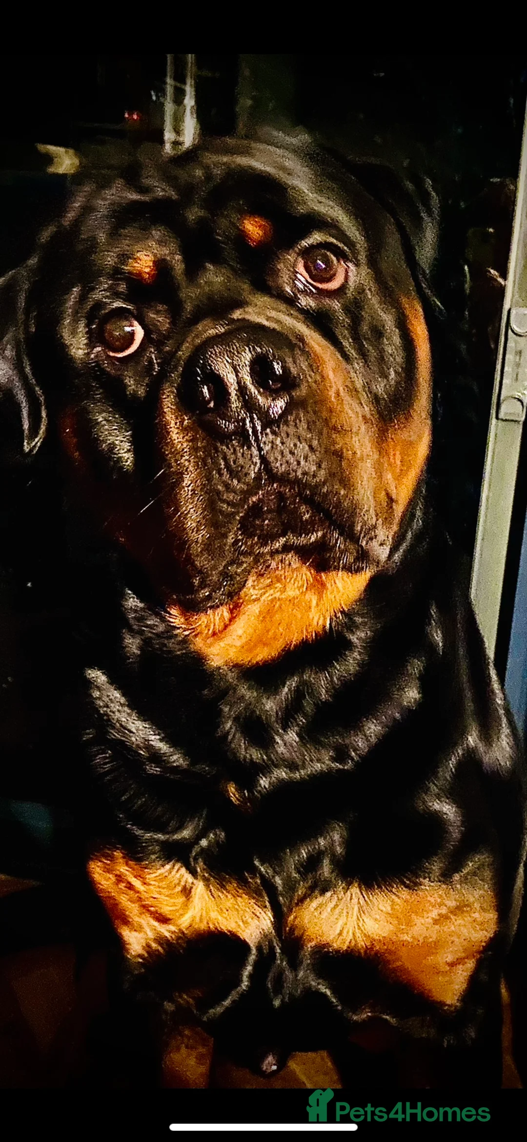 Rottweiler dogs for stud: Beautiful Rottweiler for stud   in Luton - Advert 2