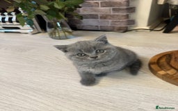 British Shorthair cats for sale: BEAUTIFUL BABY BLUE KITTENS  - Image 15
