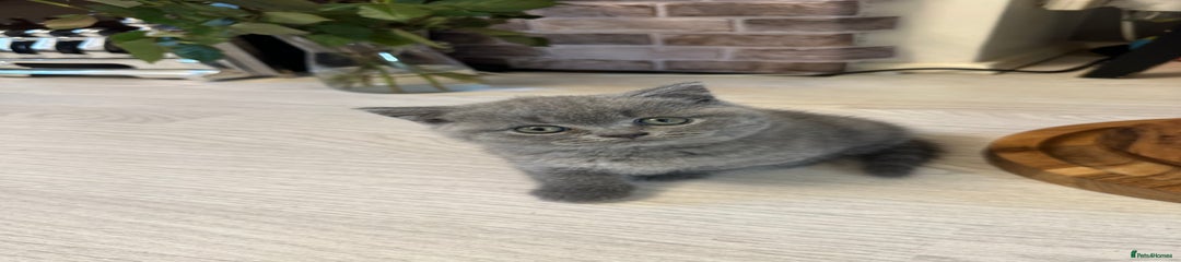 British Shorthair Kitten 3